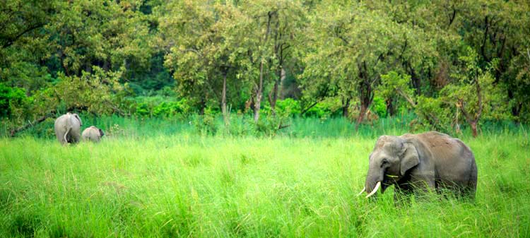 1584780478_892526-corbett-national-park.jpg